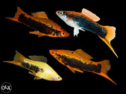 PTL69629L_  XIPHOPHORUS HELLERI TUXEDO mix4